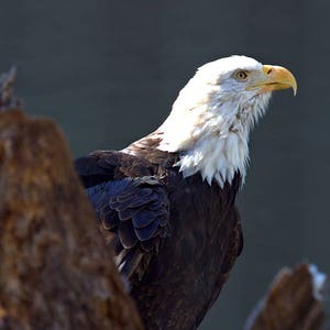 Bald Eagle Photograph, Color Photography, Nature Photo, Wall Art, Art Print, Animal Portrait, Bird Of Prey, &quot;Bald Eagle #1&quot;