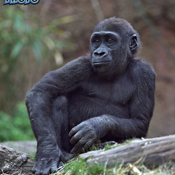 Gorilla Photograph, Color Photography, Nature Photo, Wall Art, Art Print, Animal Portrait, Primate, "Gorilla #1"