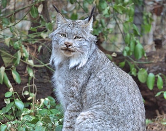 Wild Cat LYNX BY THE POND Glossy 8x10 Photo Nature Print Wall Art Poster 