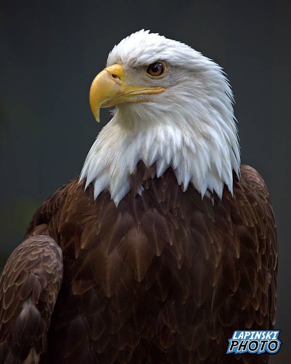 Bald Eagle Photograph, Color Photography, Nature Photo, Wall Art, Art ...