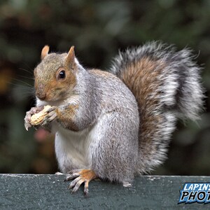Squirrel Photograph, Central Park, Color Photography, Nature Photo, Wall Art, Art Print, Animal Portrait, Nature Decor, &quot;Squirrel #2&quot;