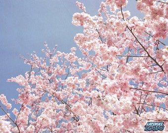 Cherry Blossom Tree Photograph, Color Photography, Wall Art Print, Pink Flowers, Spring Decor, Nature Photo, "Cherry Blossom #2"