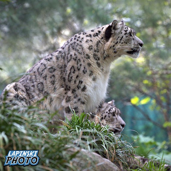 Wholesale: Snow Leopards 1 1/2 Wholesale: Snow Leopards 1 1/2
