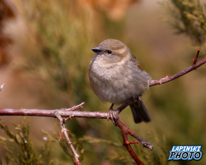 House Sparrow Photograph, Color Photography, Nature Decor, Wall