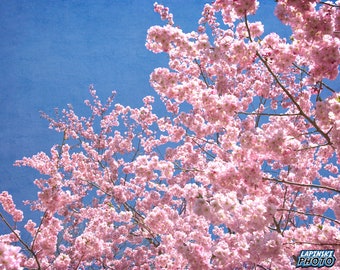 Cherry Blossom Tree Photograph, Color Photography, Wall Art Print, Pink Flowers, Spring Decor, Nature Photo, "Cherry Blossom #2"