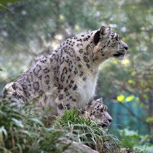 Snow Leopard Photograph, Color Photography, Nature Photo, Wall Art, Art Print, Animal Portrait, Big Cat, &quot;Snow Leopard #1&quot;
