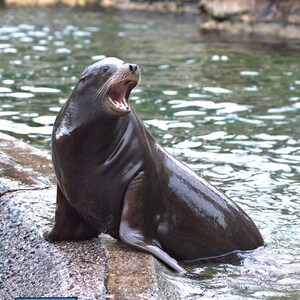Sea Lion Photograph, Color Photography, Nature Photo, Wall Art, Art Print, Wildlife Decor, Animal Decor, Animal Portrait, &quot;Sea Lion #1&quot;
