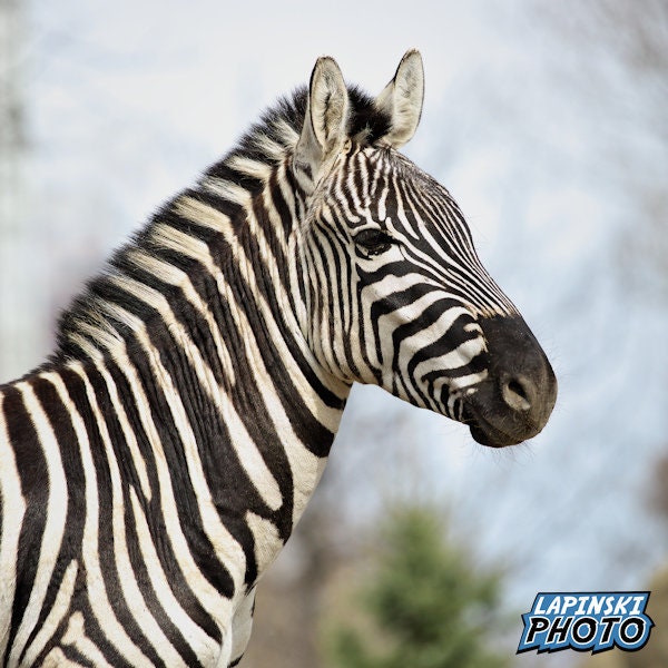 Zebra Photograph, Color Photography, Nature Photo, Wildlife Wall Art ...