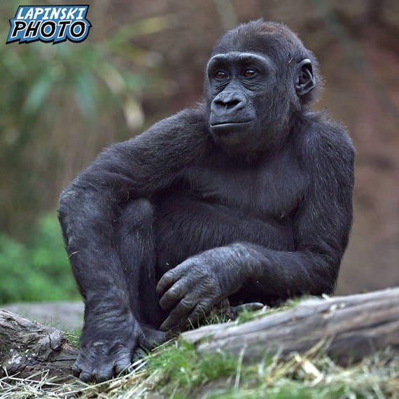 Fotografía de gorilas, Fotografía en color, Foto de naturaleza, Arte de  pared, Impresión de arte, Retrato de animales, Primate, 