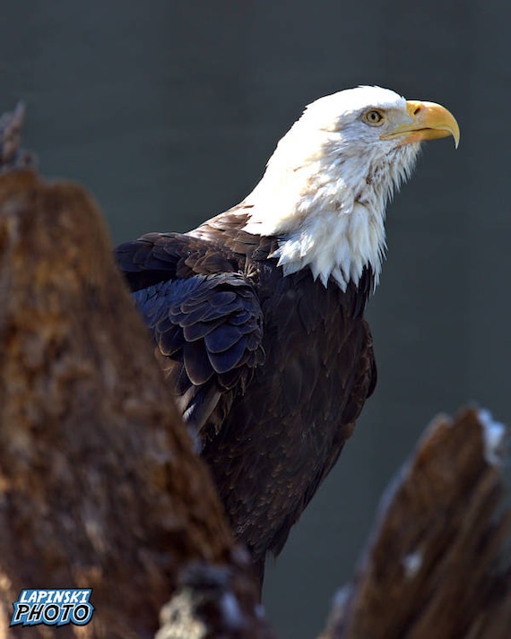 Bald Eagle Photograph Color Photography Nature Photo Wall | Etsy
