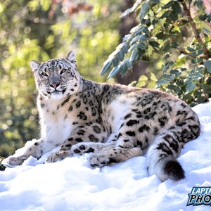Snow Leopard Photograph, Color Photography, Nature Photo, Wall Art, Art Print, Animal Portrait, Animal Decor, Big Cat, &quot;Snow Leopard #2&quot;
