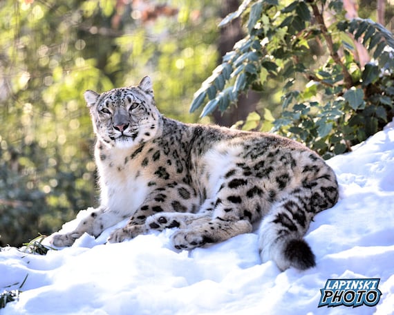 Wholesale: Snow Leopards 1 1/2 Wholesale: Snow Leopards 1 1/2