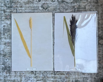 Vintage Swedish Herbarium, Unframed