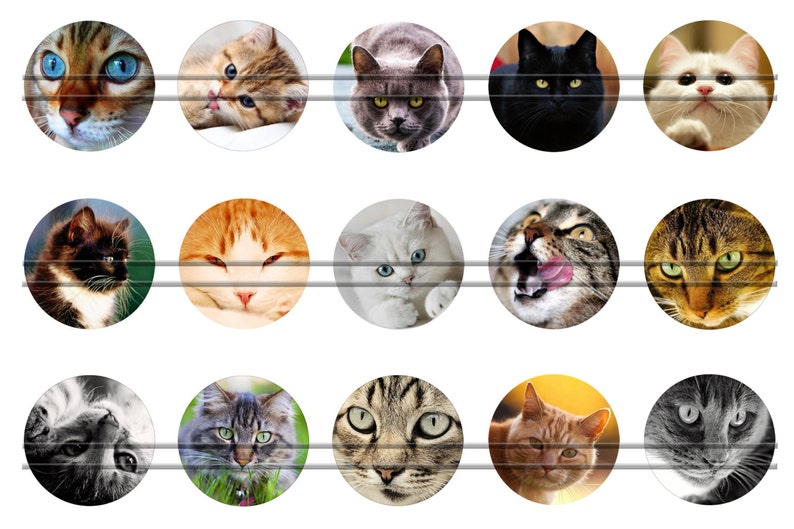 Cats 2 Digital Bottle Caps Images 1'' 25mm Etsy