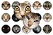 Cat's look bottle cap images 1'' circles, 25mm, 30mm, 1.25 
