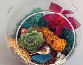 Live Succulent Terrarium Orb Miniature Mushroom and Bird DIY