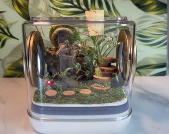 Large 6x6x9.5 Luxury Adult Jumping Spider Enclosure, Decorated Jumper  Container Home, Moss, Bark, Acorn Hide, made Custom to Order 