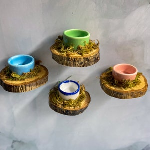 Jumping Spider food dish, jumping spider enclosure , accessories for jumping spider enclosure, jumping spider habitat, jumping spider decor