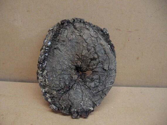 and a hole through the center good bark Funky knothole with 5 points