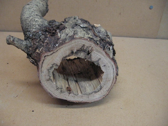 and a hole through the center good bark Funky knothole with 5 points