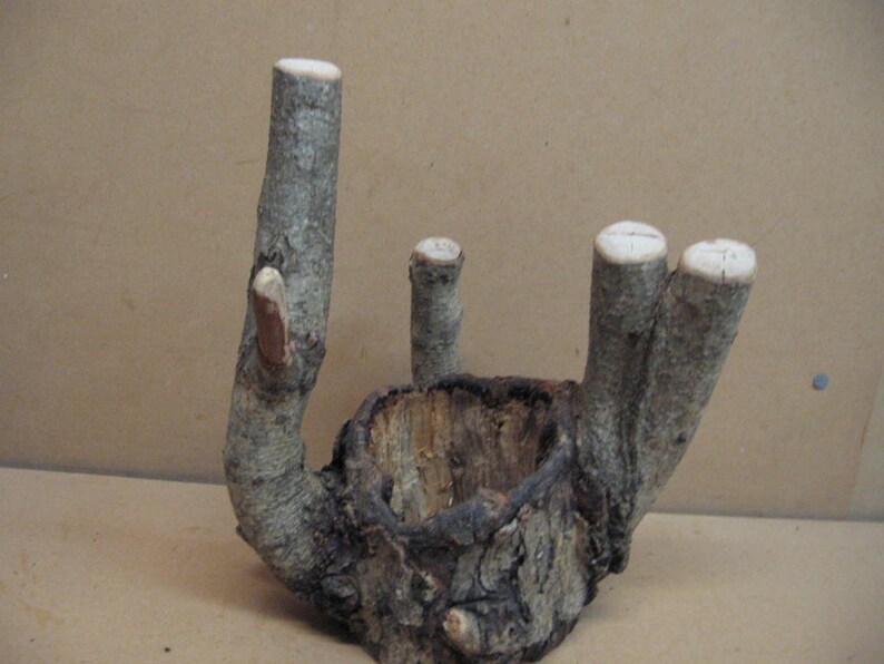 and a hole through the center good bark Funky knothole with 5 points