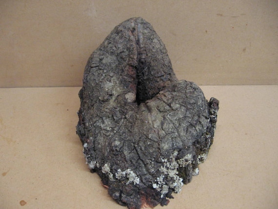 Chunky oak knothole with heavy bark, a smaller hole but very pretty.