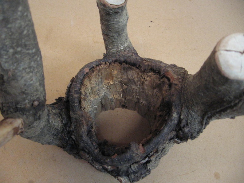 and a hole through the center good bark Funky knothole with 5 points