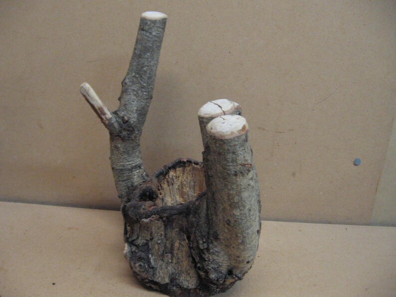 and a hole through the center good bark Funky knothole with 5 points