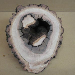 K&ouml;nnte beinhalten: Ein Querschnitt eines Baumstamms, der die Jahresringe und ein gro&szlig;es Loch in der Mitte zeigt. Das Holz ist hellbraun mit dunkleren braunen Ringen.