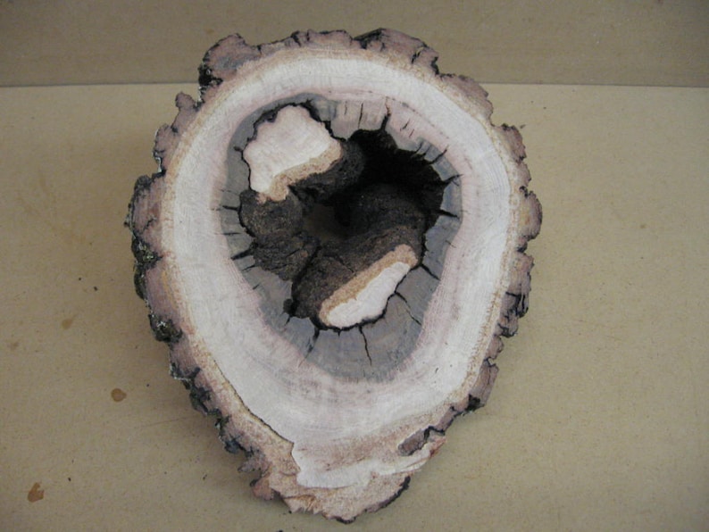 K&ouml;nnte beinhalten: Ein Querschnitt eines Baumstamms, der die Jahresringe und ein gro&szlig;es Loch in der Mitte zeigt. Das Holz ist hellbraun mit dunkleren braunen Ringen.