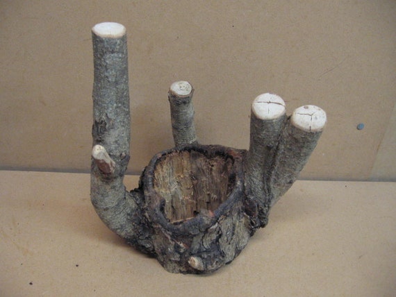 and a hole through the center good bark Funky knothole with 5 points