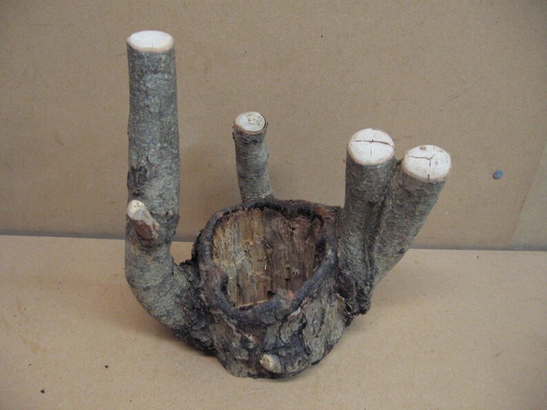 and a hole through the center good bark Funky knothole with 5 points