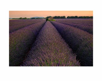 Affiche champ de lavande de Provence, photographie de coucher de soleil à Valensole, art mural paysage français violet