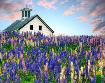 Impression de fleurs sauvages du Maine, art mural Whitefield Lupin Meadow, photographie florale de Nouvelle-Angleterre violet rose