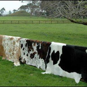 May include: Six cowhide rugs hang on a wooden fence. The rugs are different colors and patterns, including black and white, brown and white, and white with brown spots. The rugs are hanging in a row, with the black and white rug at the end.