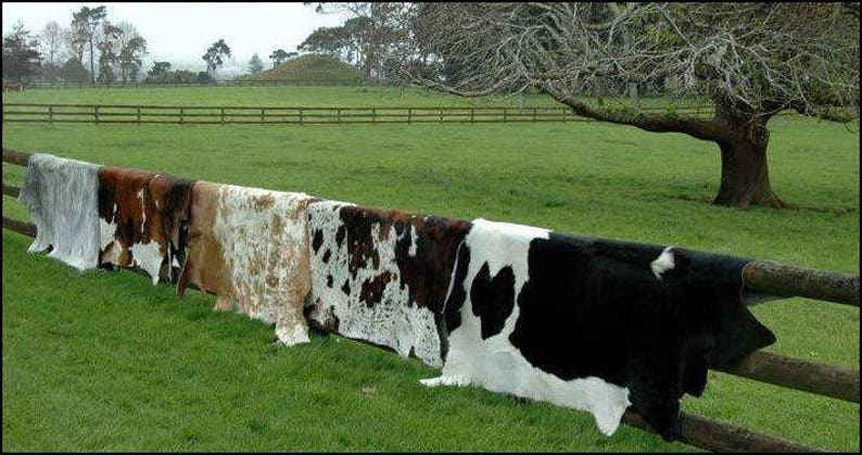 May include: Six cowhide rugs hang on a wooden fence. The rugs are different colors and patterns, including black and white, brown and white, and white with brown spots. The rugs are hanging in a row, with the black and white rug at the end.