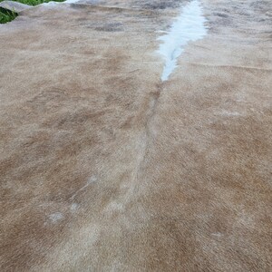 May include: A close-up of a light brown cowhide rug with a white stripe down the center.