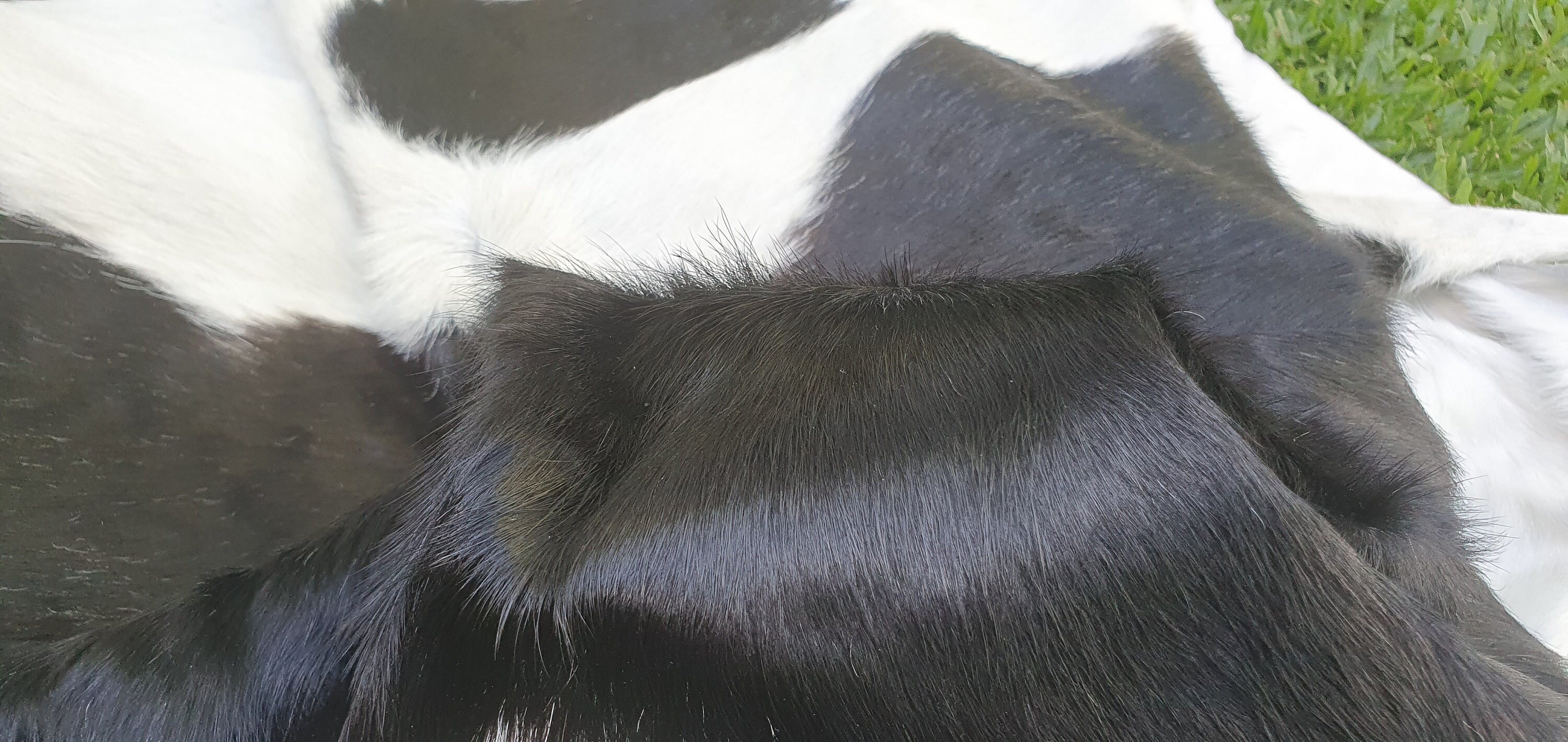 Amazing EXTRA LARGE COWHIDE Rug Cow skin Leather Carpet Cow Etsy