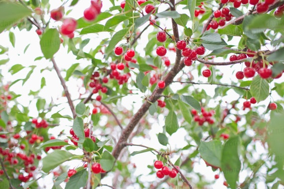 Cherry Tree Cherries Orchard Fruit Food Door County Wisconsin Kitchen Decor Art Photography 8x12 Photo