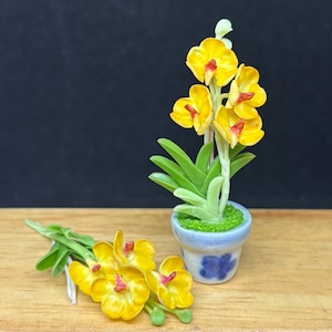 May include: A miniature yellow orchid plant with red accents in a small blue and white ceramic pot. A second arrangement of yellow orchids with green leaves lies beside the potted plant. The background is a dark blue.