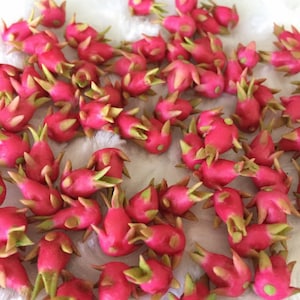 10or20 Pcs.Miniature Dragon Fruit,Miniature Asian Fruit,Dolls house &Miniature,Dragon Fruit,Miniature Fruit,Miniature sweets