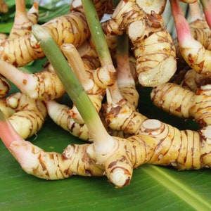 Live Galangal plant, Fresh Galangal root, Galangal rhizome, Fresh galangal for culinary, Galangal plant for sale,  Galangal live plant