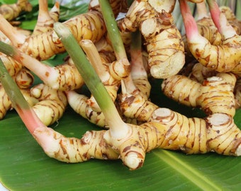 Live Galangal plant, Fresh Galangal root, Galangal rhizome, Fresh galangal for culinary, Galangal plant for sale,  Galangal live plant