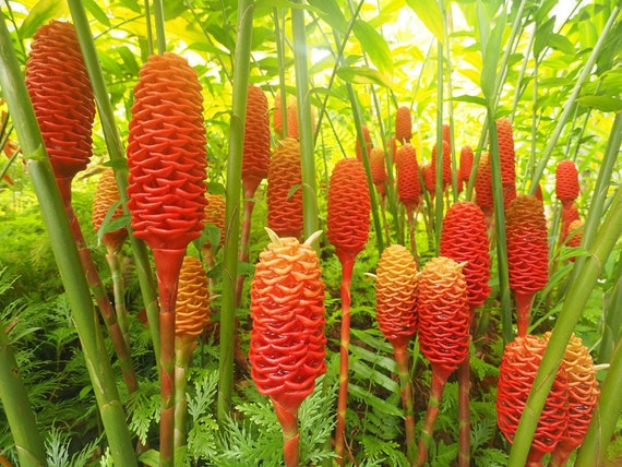Live Bitter Ginger Plant, Live Zingiber Zerumbet, Zingiber Zerumbet  Rhizome, Zingiber Zerumbet Plant, Bitter Ginger Plant, Pinecone Ginger -  Etsy
