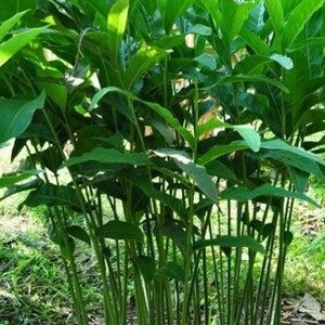 May include: A cluster of vibrant green ginger plants featuring long, slender, upright stems and broad, pointed leaves. The foliage is dense and lush, growing directly from the dark soil, showcasing a natural, healthy, and leafy appearance.