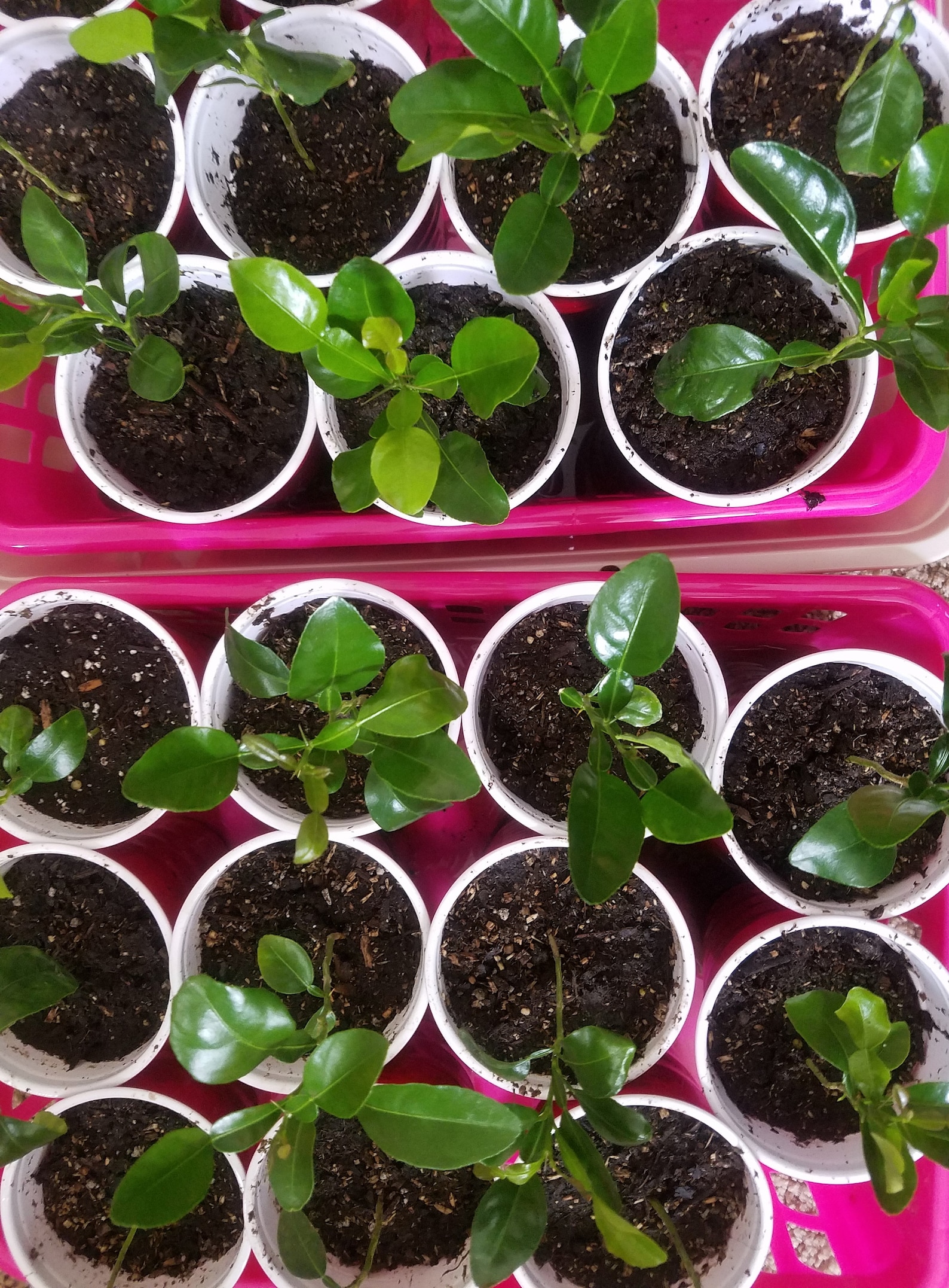 Kaffir Lime Plant Kaffir Lime Seedling Bare Root Kaffir Etsy