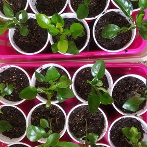 May include: A close-up view of multiple white plastic pots filled with dark brown soil and green leafy plants. The pots are arranged in two rows on a pink surface.