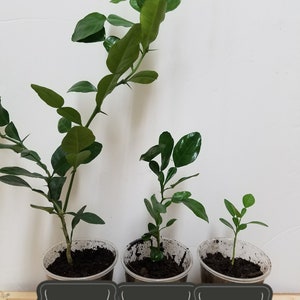 Kaffir lime plant, kaffir lime seedling, bare root kaffir lime, Citrus hystrix, kaffir lime leaves, makrut lime, live kaffir lime tree image 1