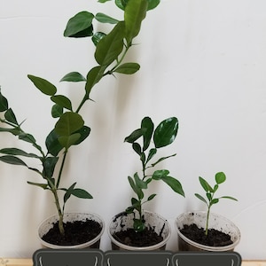 May include: Three potted kaffir lime plants of different sizes labeled L, M, and S. The plants are in clear plastic pots with brown soil.
