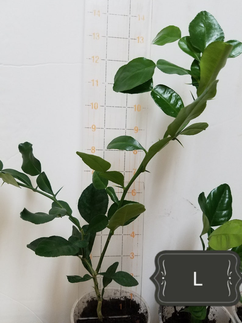 May include: A green kaffir lime plant in a white pot, measuring approximately 10 inches tall. The plant is next to a ruler with markings up to 14 inches. The plant is labeled "L".